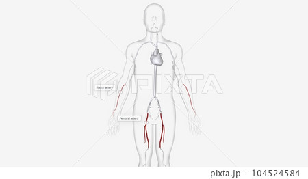The Arteries for Catheter Insertion The Arteries for Catheter Insertion 104524584
