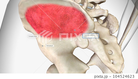 Trabecular or spongy bone is found in the center of the bone. 104524623