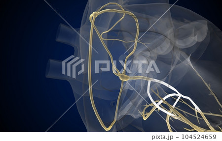 The cardiac conduction system is a specialized network of nerve 104524659