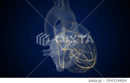 The cardiac conduction system is a specialized network of nerve The cardiac conduction system is a specialized network of nerve 104524664