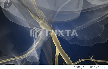 The cardiac conduction system is a specialized network of nerve The cardiac conduction system is a specialized network of nerve 104524665