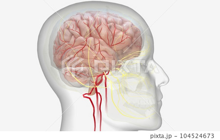 Nerve signals from the brainstem stimulate the occipital lobe at 104524673