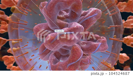 RNA vaccines for COVID-19 are created using information from the RNA of the virus. 104524687