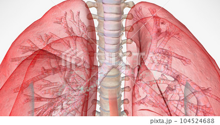 During normal breathing, oxygen rich air enters through your nose or mouth and reaches the lungs through your airways. 104524688