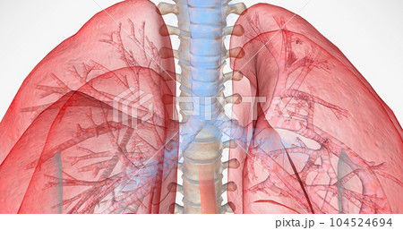 During normal breathing, oxygen rich air enters through your nose or mouth and reaches the lungs through your airways. 104524694