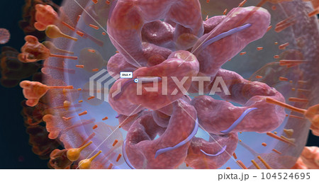 SARS-CoV-2 virus. This is the name of the virus that causes COVID-19. 104524695