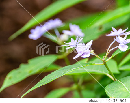 梅雨時期の景色　シーボルトが愛したアジサイ　幻のアジサイ七段花 104524901