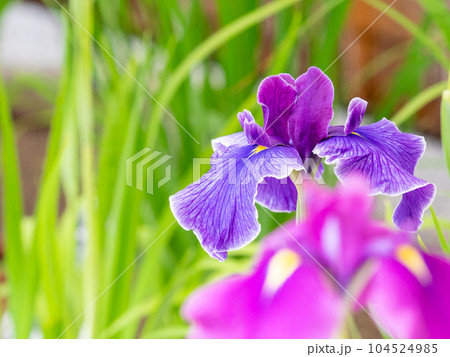 爽やかな初夏の景色 カラフルで華やかな満開の花菖蒲 爽やかな初夏の景色 カラフルで華やかな満開の花菖蒲 104524985