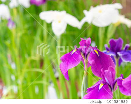爽やかな初夏の景色　カラフルで華やかな満開の花菖蒲 104524986