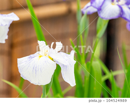 爽やかな初夏の景色　カラフルで華やかな満開の花菖蒲 104524989