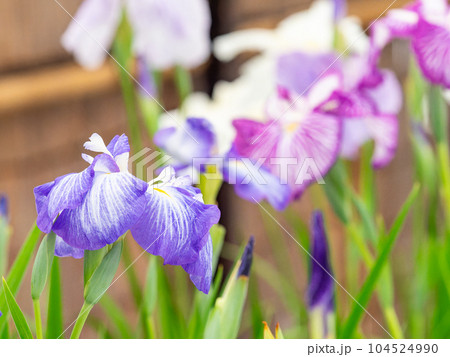 爽やかな初夏の景色 カラフルで華やかな満開の花菖蒲 爽やかな初夏の景色 カラフルで華やかな満開の花菖蒲 104524990