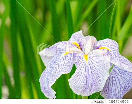 爽やかな初夏の景色　カラフルで華やかな満開の花菖蒲 104524991