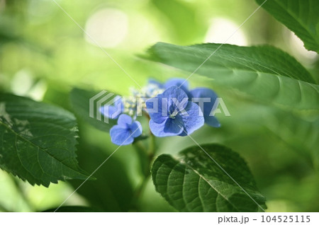 小さくて可愛い紫陽花 小さくて可愛い紫陽花 104525115