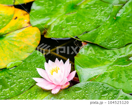 梅雨時の景色 雨上がりの水滴が綺麗なスイレン 梅雨時の景色 雨上がりの水滴が綺麗なスイレン 104525120