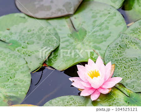 梅雨時の景色 雨上がりの水滴が綺麗なスイレン 梅雨時の景色 雨上がりの水滴が綺麗なスイレン 104525121