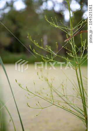 Alisma species, a little aquatic plant, growing in a swamp close-up. Small weed as a part of marsh ecosystem flora in summer 104525161
