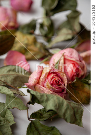 Romantic background with 2 pink dried rose buds and withered leaves. Two beautiful dead flowers close-up as a concept of passed time, sadness, depression. Selective focus on the central flower Romantic background with 2 pink dried rose buds and withered leaves. Two beautiful dead flowers close-up as a concept of passed time, sadness, depression. Selective focus on the central flower 104525162