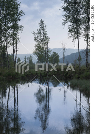 Pick the best 26 keywords to describe the photo: Lake in the forest, reflection of a tree in the water, vertical photo Pick the best 26 keywords to describe the photo: Lake in the forest, reflection of a tree in the water, vertical photo 104525196