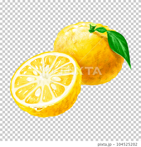 手描きフルーツ イラスト 柚子(ユズ、ゆず)断面 カット 半分 種あり
