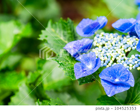 梅雨を彩る景色　雨上がりのカラフルで美しいアジサイ 104525353
