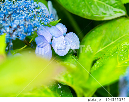 梅雨を彩る景色　雨上がりのカラフルで美しいアジサイ 104525373