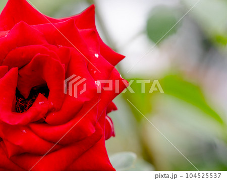 梅雨時の景色　カラフルな雨上がりのバラ園 104525537