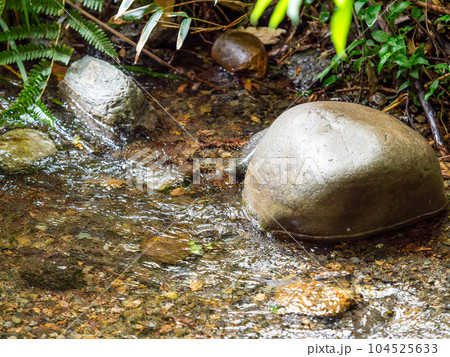 初夏の竹林公園の豊かな湧水の景色 東京の名湧水57選 初夏の竹林公園の豊かな湧水の景色 東京の名湧水57選 104525633