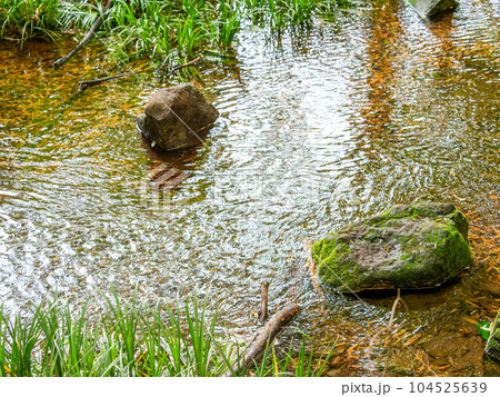 初夏の竹林公園の豊かな湧水の景色　東京の名湧水57選 104525639
