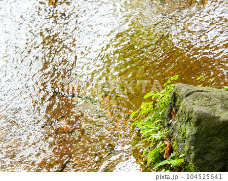 初夏の竹林公園の豊かな湧水の景色　東京の名湧水57選 104525641