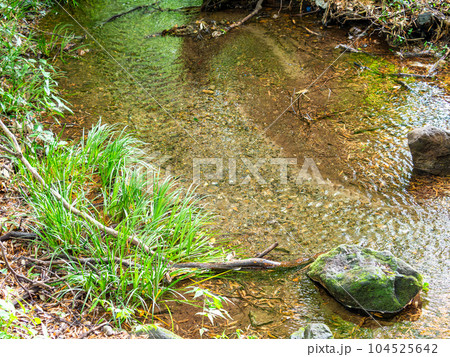 初夏の竹林公園の豊かな湧水の景色　東京の名湧水57選 104525642