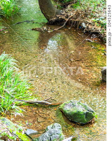 初夏の竹林公園の豊かな湧水の景色　東京の名湧水57選 104525643