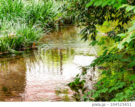 初夏の竹林公園の豊かな湧水の景色　東京の名湧水57選 104525651