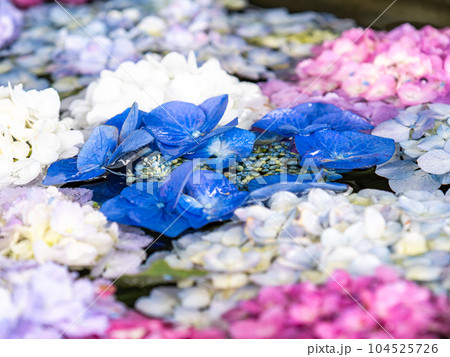 初夏のカラフルで楽しい花手水 104525726