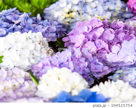 初夏のカラフルで楽しい花手水 104525754