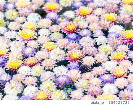 初夏のカラフルで楽しい花手水 104525783