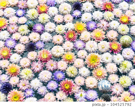 初夏のカラフルで楽しい花手水 104525792