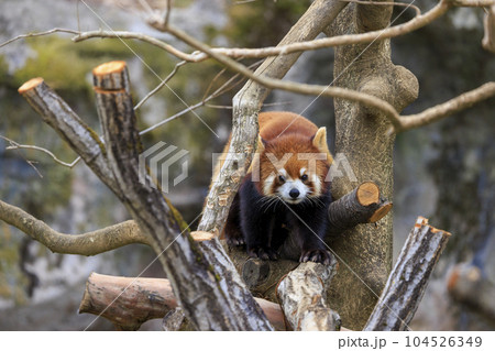 レッサーパンダ 多摩動物公園 レッサーパンダ 多摩動物公園 104526349