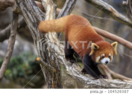 レッサーパンダ 多摩動物公園 104526387