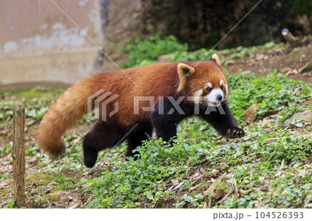 レッサーパンダ 多摩動物公園 レッサーパンダ 多摩動物公園 104526393