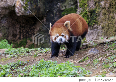 レッサーパンダ 多摩動物公園 104526427