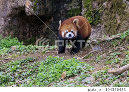 レッサーパンダ 多摩動物公園 104526428