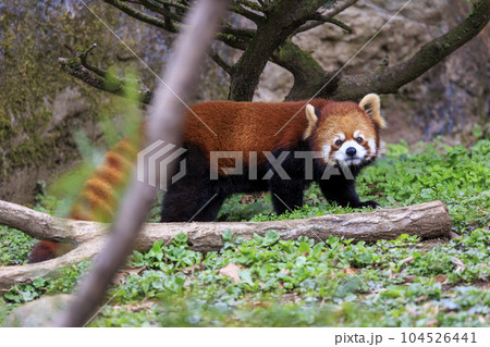 レッサーパンダ 多摩動物公園 104526441
