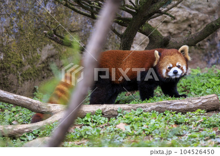 レッサーパンダ 多摩動物公園 レッサーパンダ 多摩動物公園 104526450