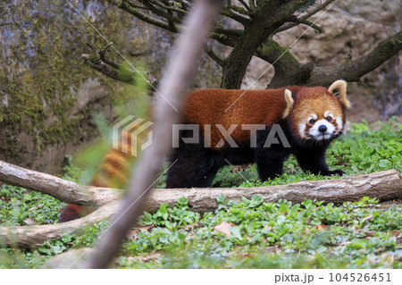 レッサーパンダ 多摩動物公園 レッサーパンダ 多摩動物公園 104526451