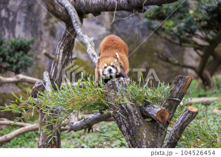レッサーパンダ 多摩動物公園 レッサーパンダ 多摩動物公園 104526454