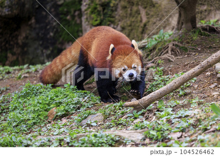 レッサーパンダ 多摩動物公園 レッサーパンダ 多摩動物公園 104526462