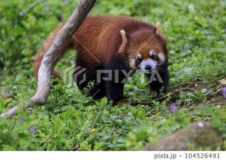 レッサーパンダ 多摩動物公園 レッサーパンダ 多摩動物公園 104526491