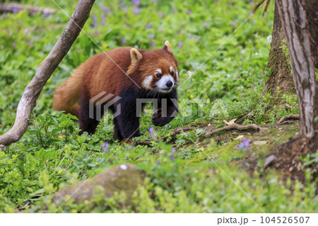 レッサーパンダ 多摩動物公園 104526507