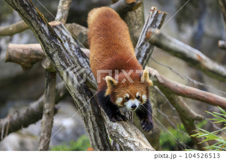 レッサーパンダ 多摩動物公園 104526513