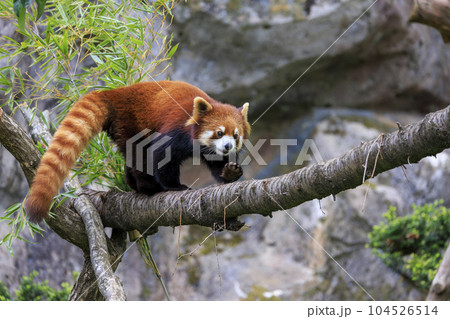 レッサーパンダ 多摩動物公園 104526514